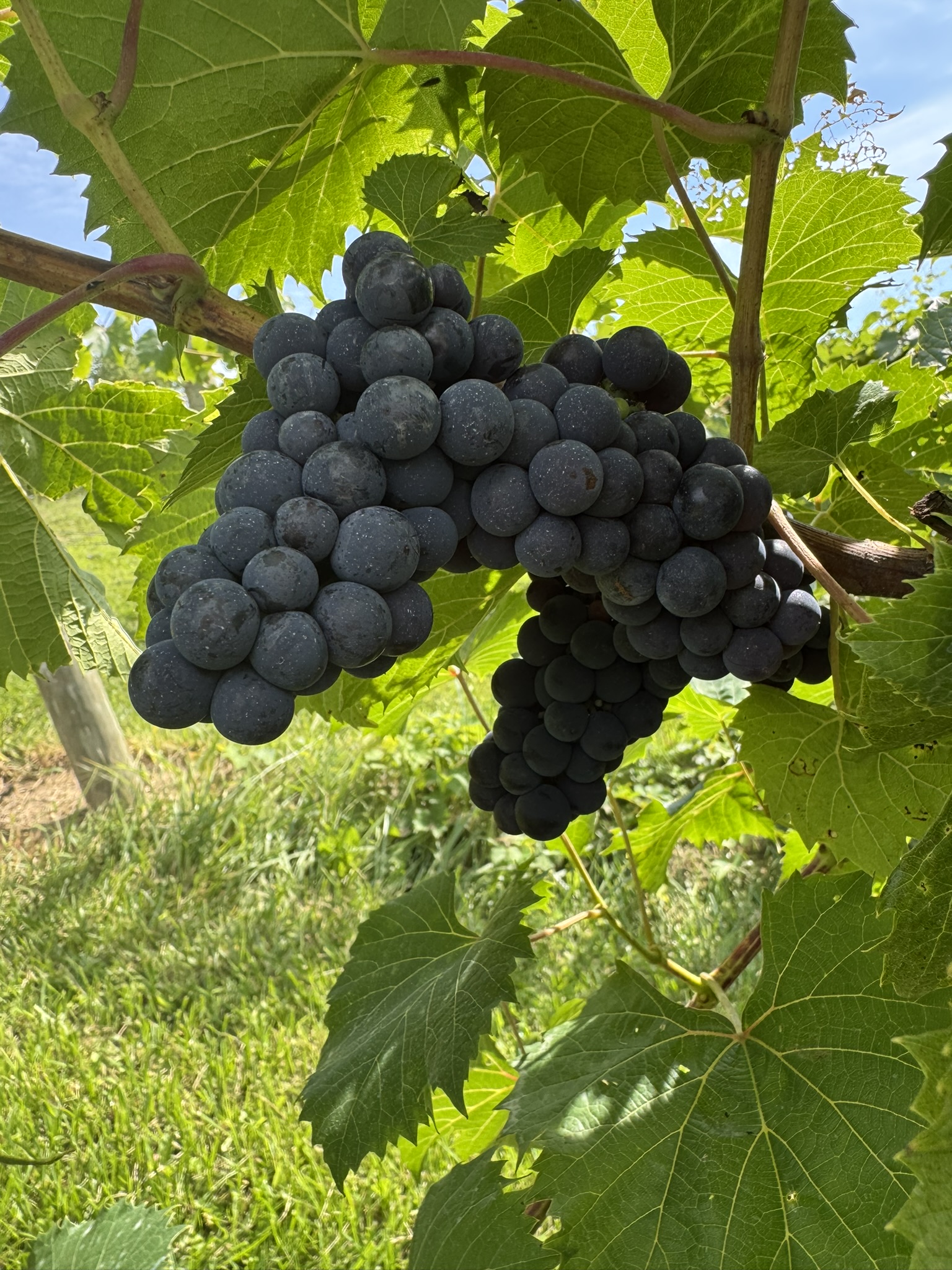 Petite Pearl grape